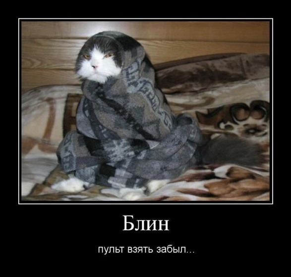 Кото-пятница))) Много мими-фото котиков