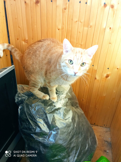 Имя КотУ на жетон.