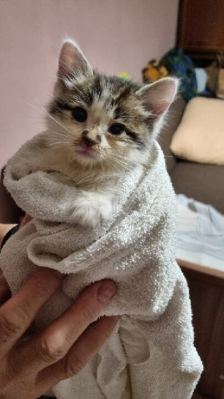 Кличка для кота