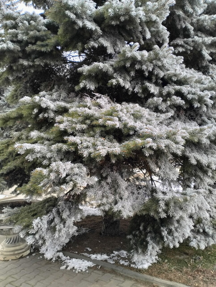 У нас уже давно холод,но сегодня красота с деревьями❄️