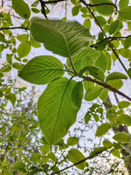 Ботанический сад ч.3
