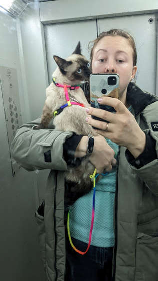Новости про кота....