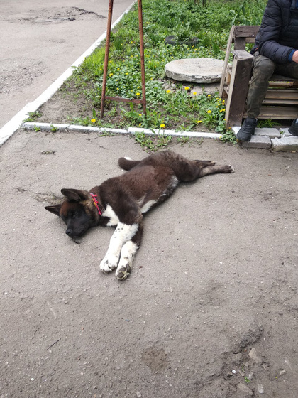 У меня украли собаку