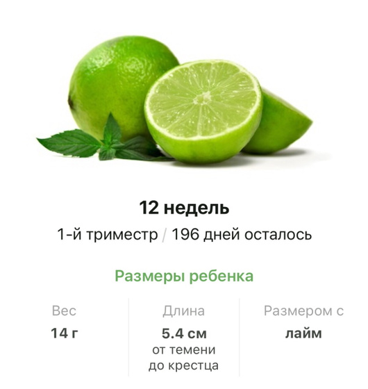 12 недель .