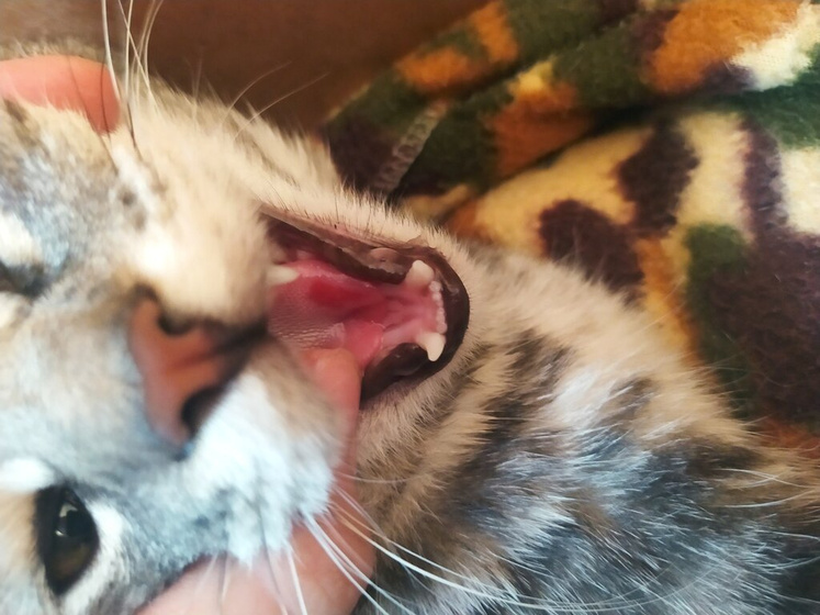 Кошачий лейкоз