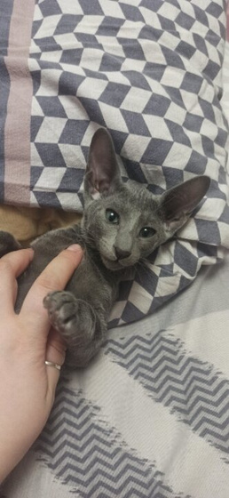Корм для кошки😺