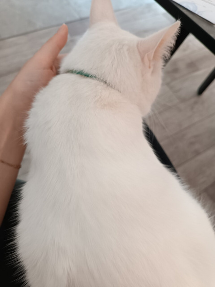 Почему у белого кота