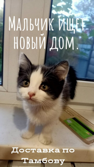 Тамбов. Отдам котенка
