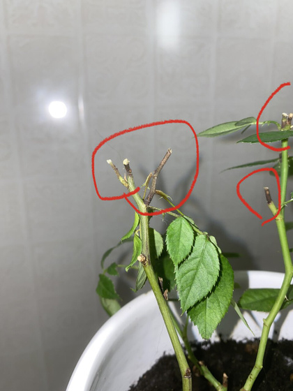 Потемнели стебли