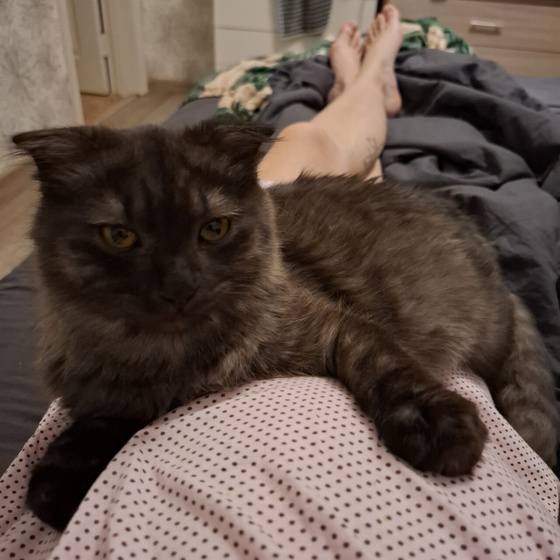 Наши котятки