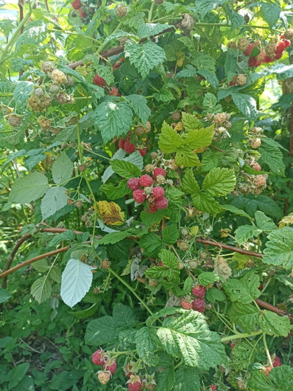 У Макса и Ромы,