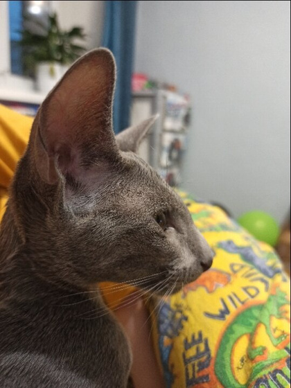 Корм для кошки😺