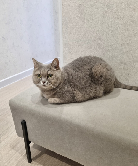 Кошка