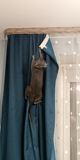 Разыскиваются шторы ⚠️