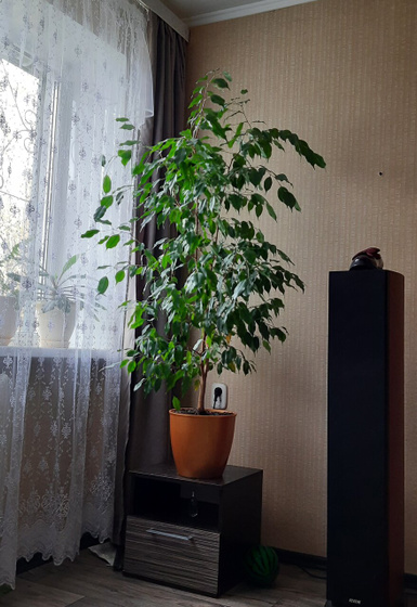 Покажу ещё Бенджамина)