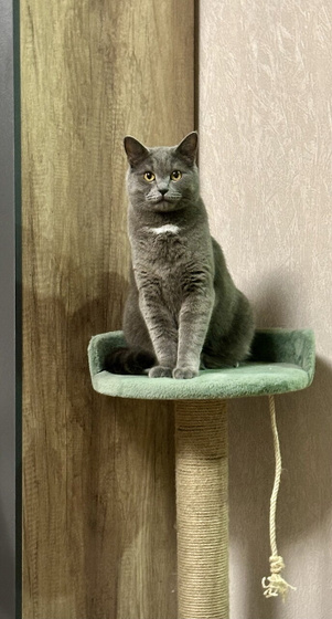 Кот и телевизор