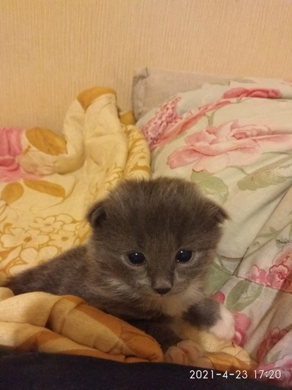 Ушки