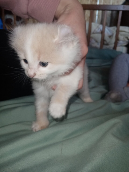Блин че то котят