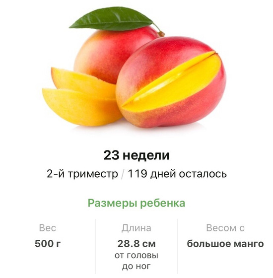 23 недели .