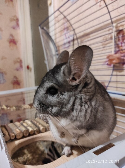 Шиншиллу вам в ленту👍🐿️😁