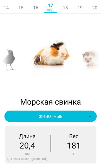 17 недель