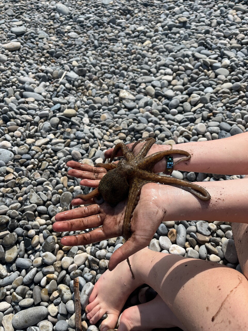 1 июня на море с осьминогом