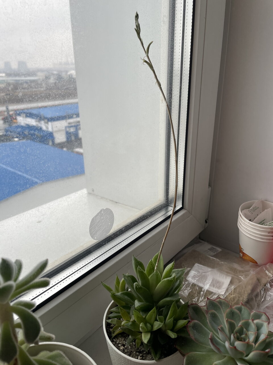 Суккулент ❤️