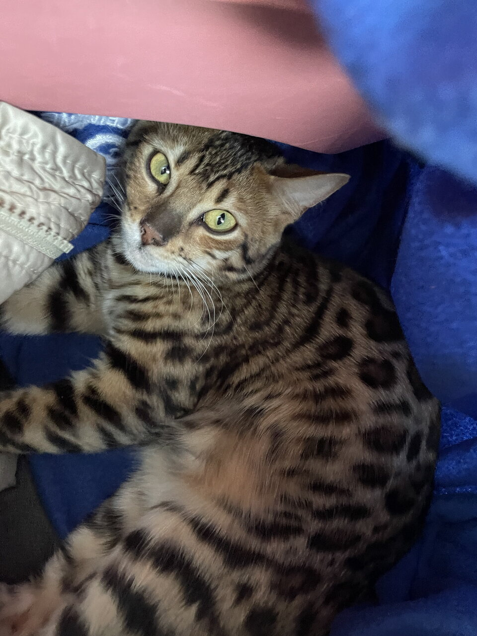 Бенгалочка 🐆