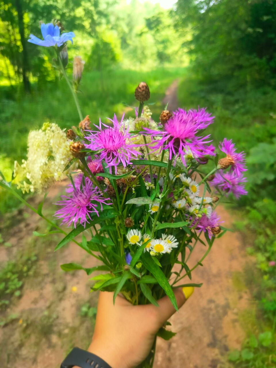 Пойдём гулять в лес