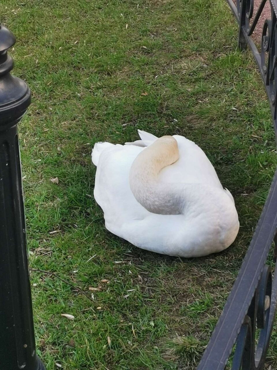 Сон