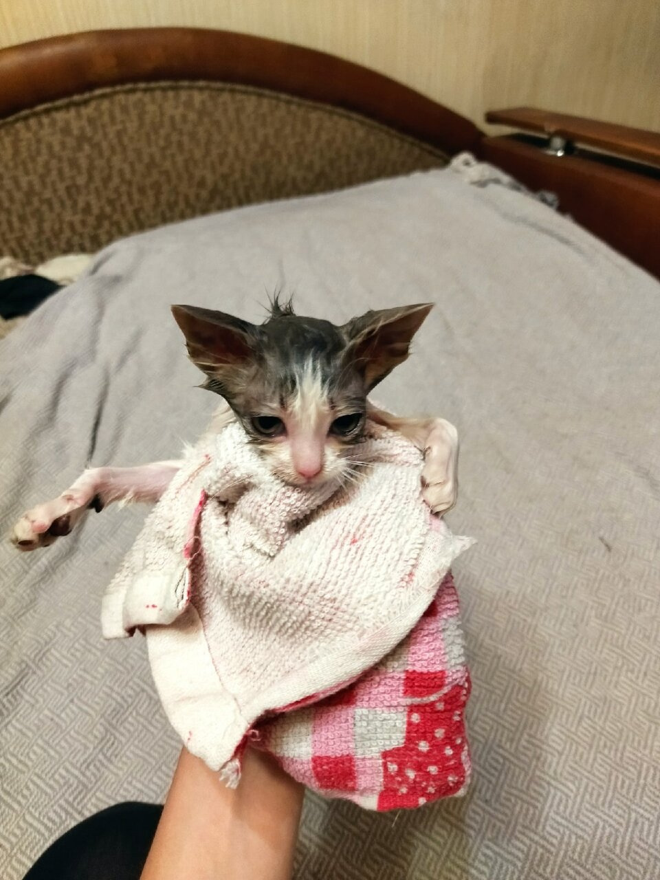 Запор у котенка