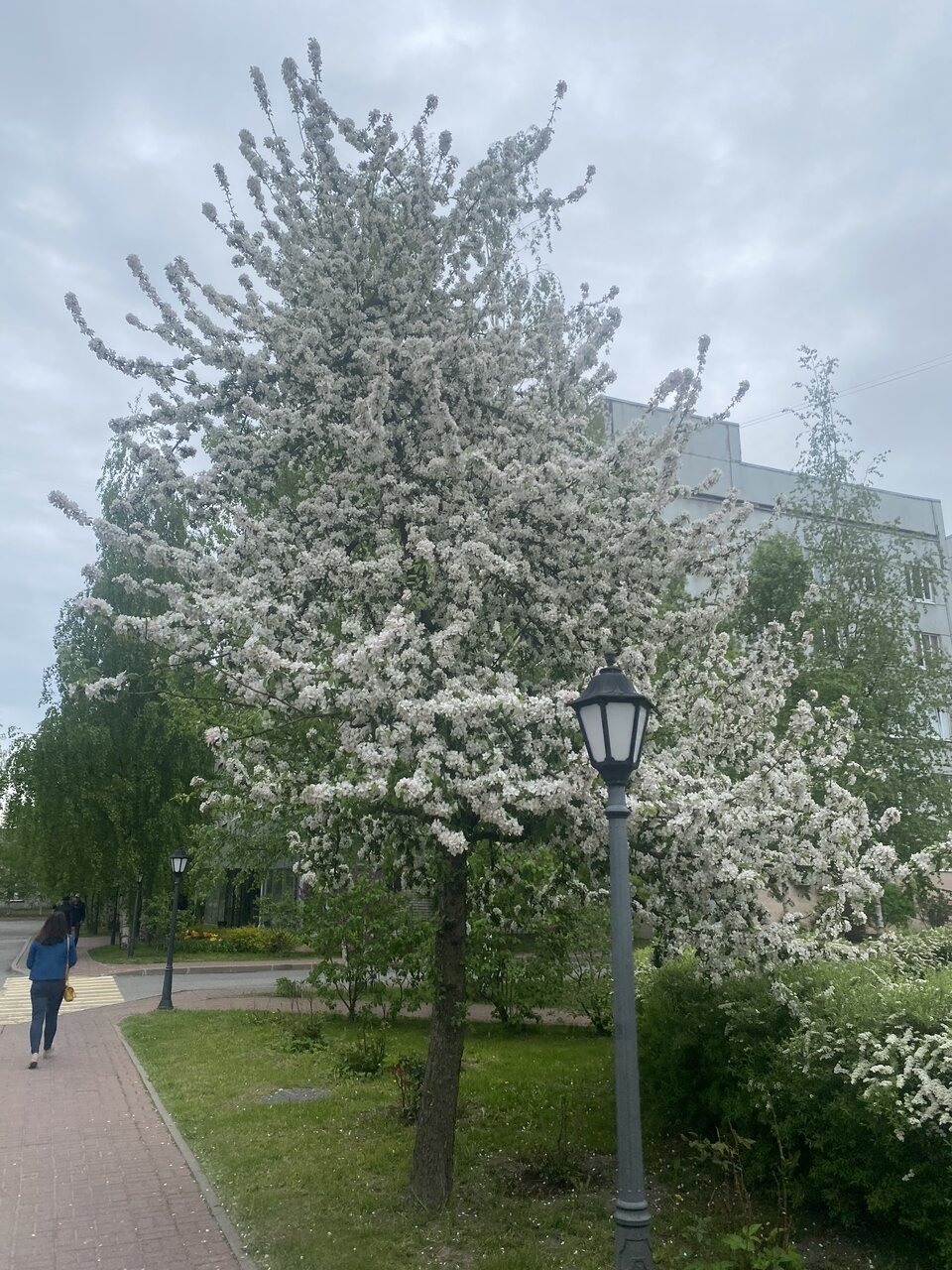Утренняя предлетняя красота