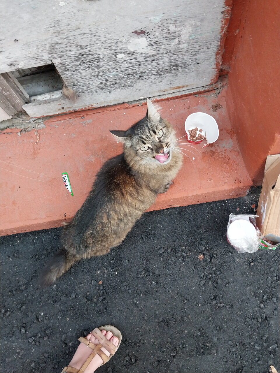 Хелп! И sos! Кошка