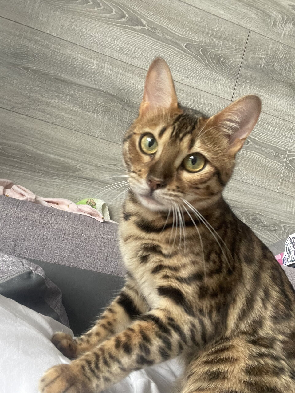 Бенгальские кошки
