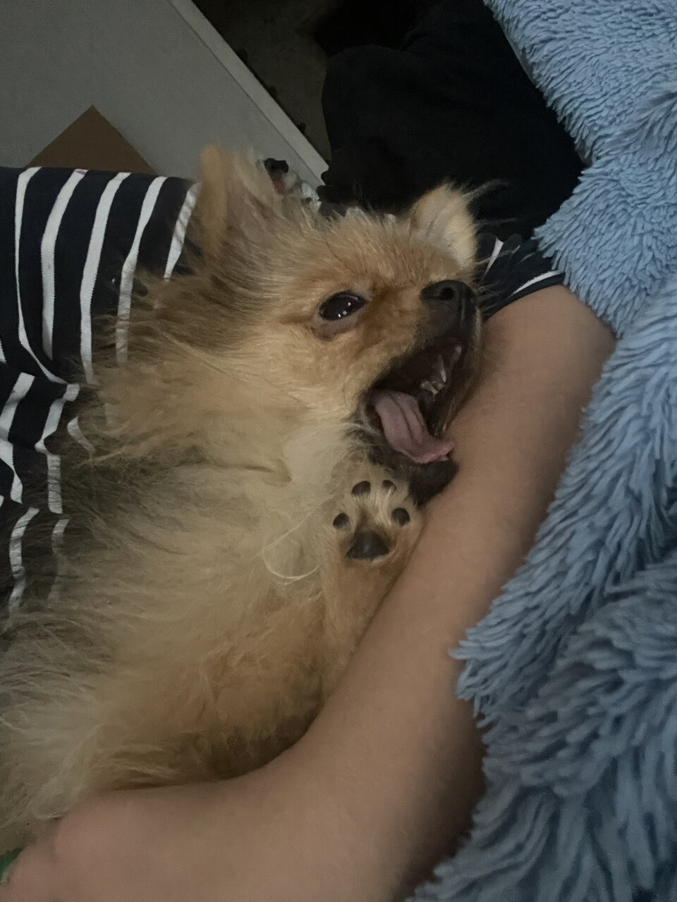 У кого шпиц