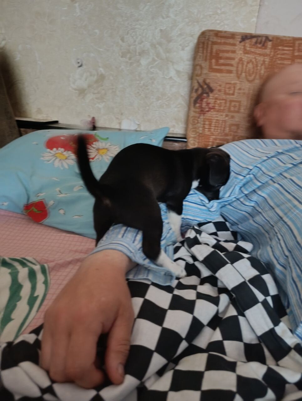 Собака щенок