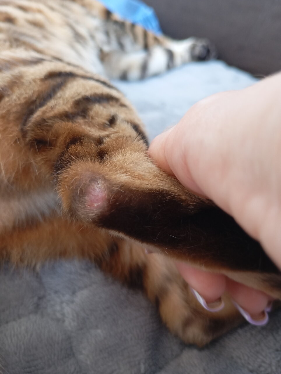 Кошка
